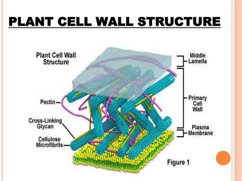primary cell wall function